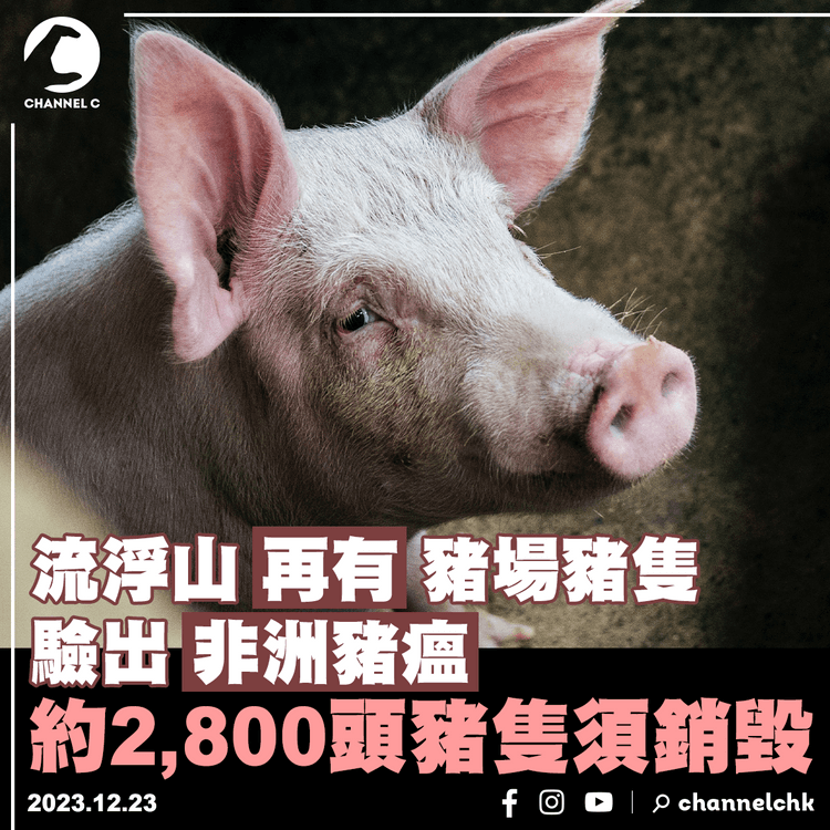 流浮山再有豬場豬隻驗出非洲豬瘟　約2,800頭豬隻須銷毀
