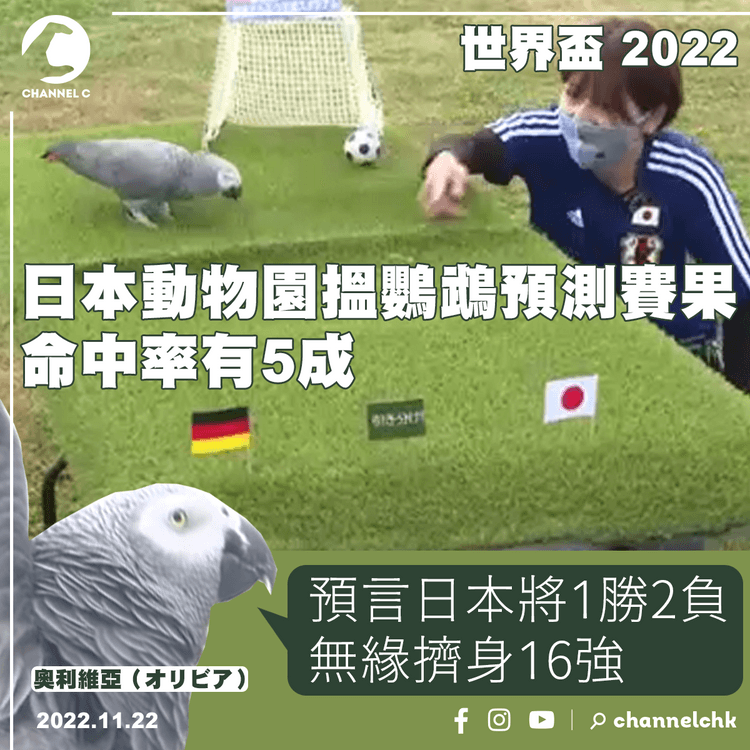 世界盃︱日本動物園搵鸚鵡預測賽果 命中率有5成 預言日本將1勝2負