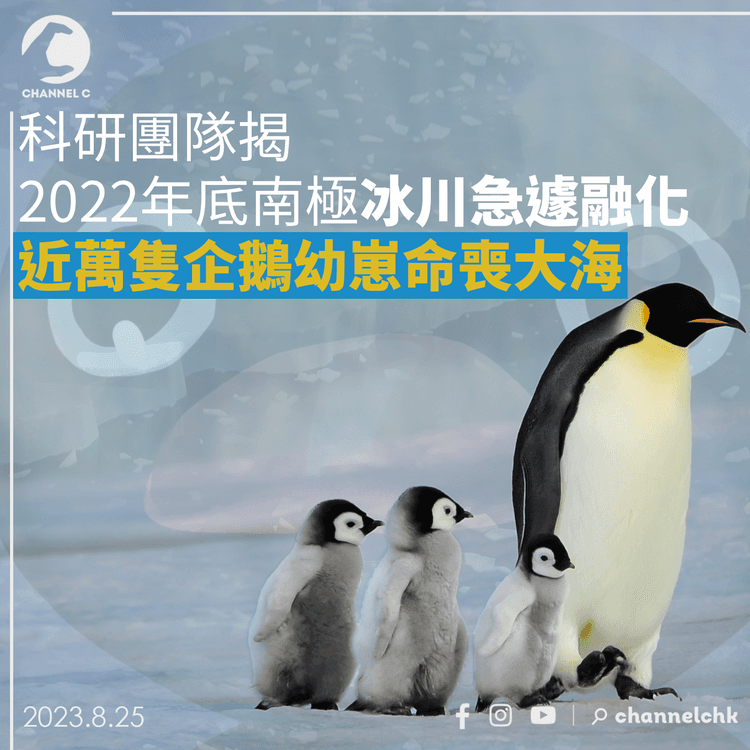 科研團隊揭2022年底南極冰川急遽融化　近萬隻企鵝幼崽命喪大海