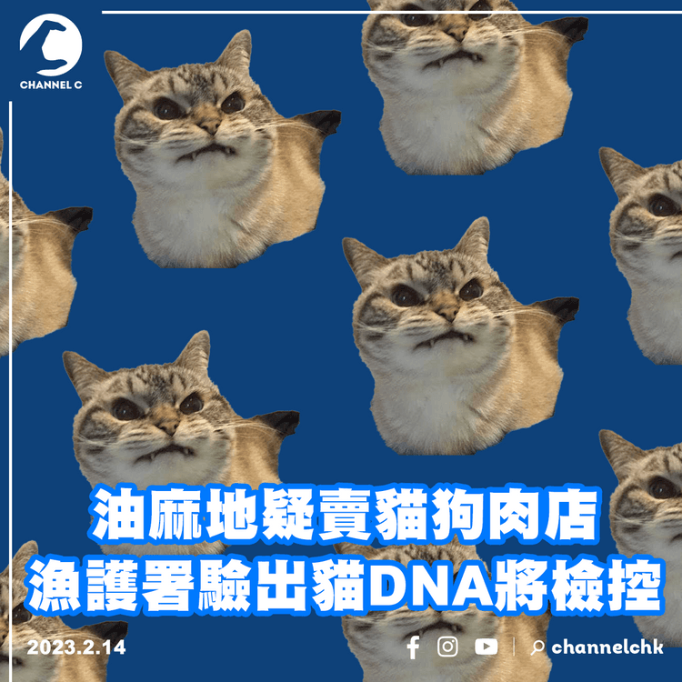 油麻地疑賣貓狗肉店 漁護署驗出貓DNA將檢控