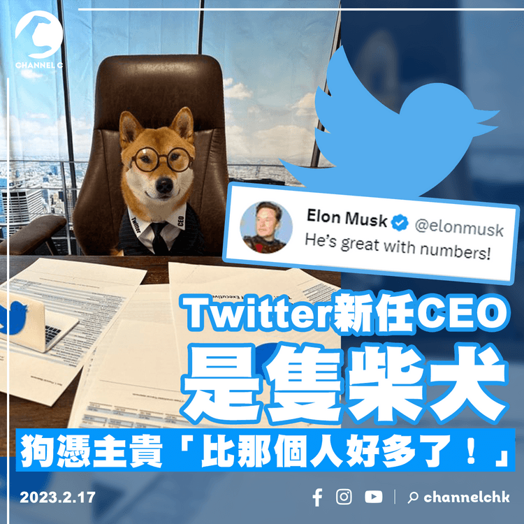 Twitter新任CEO是隻柴犬 狗憑主貴「比那個人好多了！」