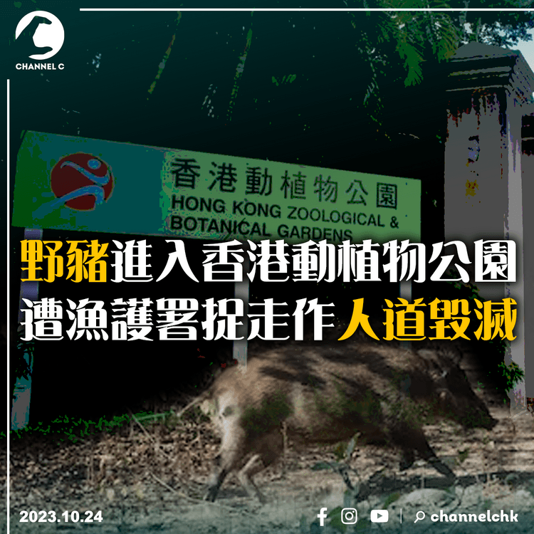 野豬進入香港動植物公園　遭漁護署捉走作人道毀滅