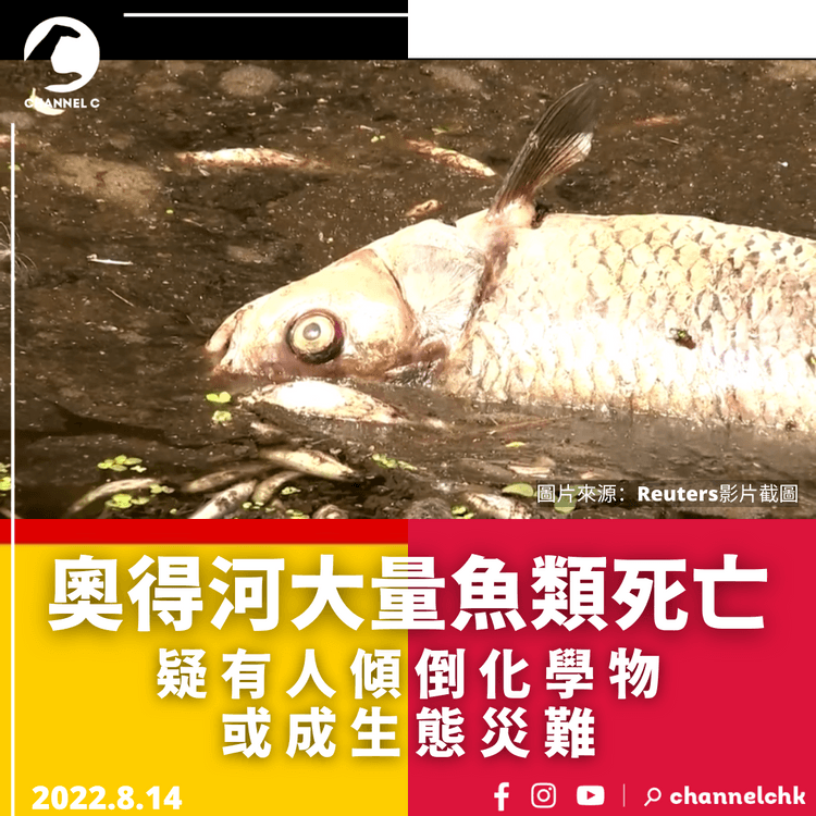 奧得河大量魚類死亡 疑有人傾倒化學物 或成生態災難