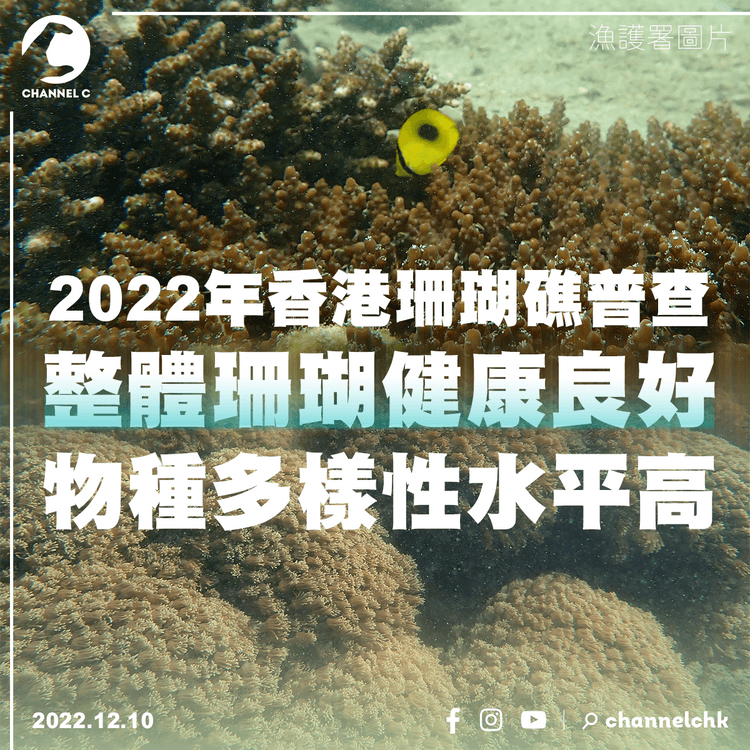 2022年香港珊瑚礁普查 整體珊瑚健康良好 物種多樣性水平高