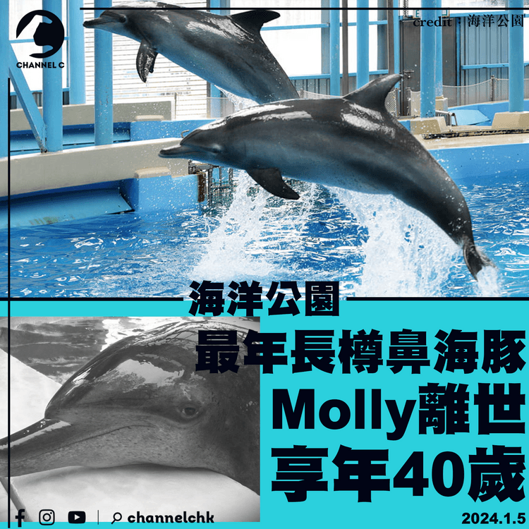 海洋公園最年長雄性樽鼻海豚Molly離世　享年40歲屬高齡