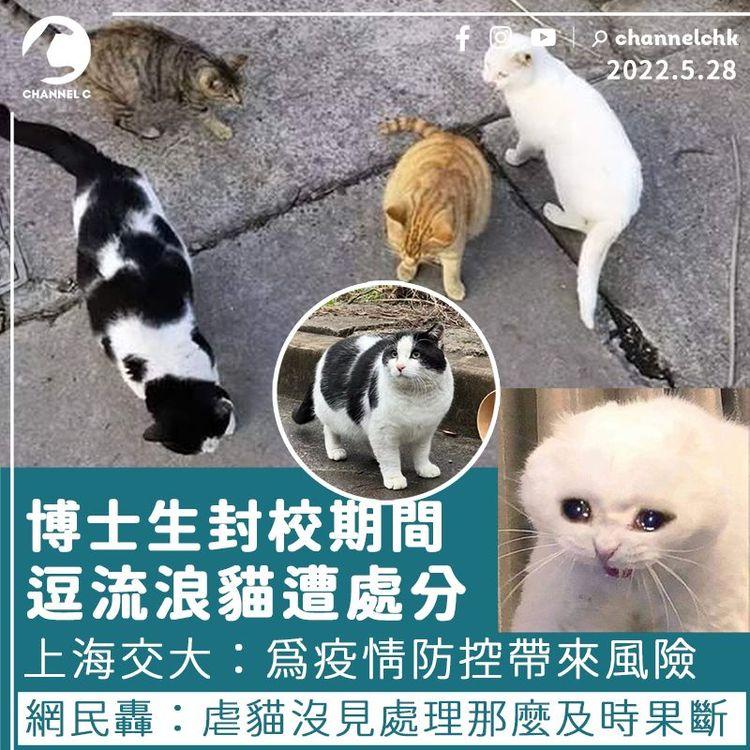 上海交大博士生封校期間逗流浪貓遭處分掀熱議 校方：為疫情防控帶來風險
