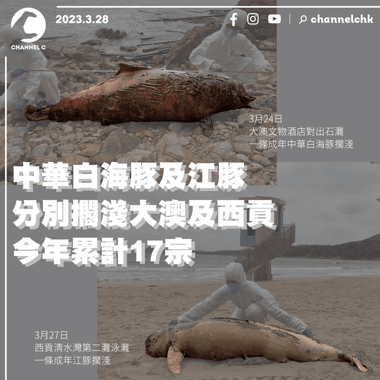 中華白海豚及江豚分別擱淺大澳及西貢 今年累計17宗