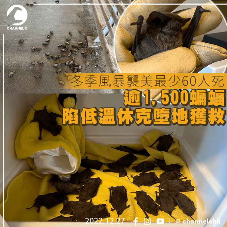 冬季風暴襲美最少60死 逾1,500蝙蝠陷低溫休克墮地獲救