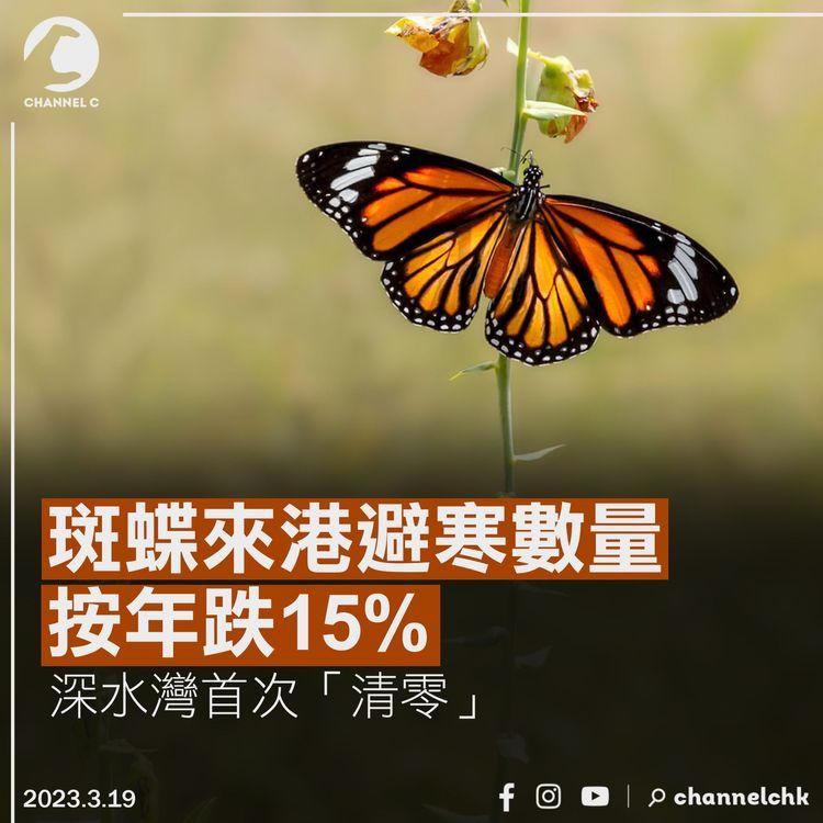 斑蝶來港避寒數量按年跌15% 深水灣首次「清零」