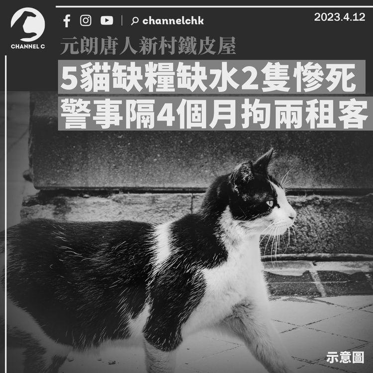 元朗鐵皮屋5貓缺水缺糧2隻慘死 警事隔4個月拘兩租客