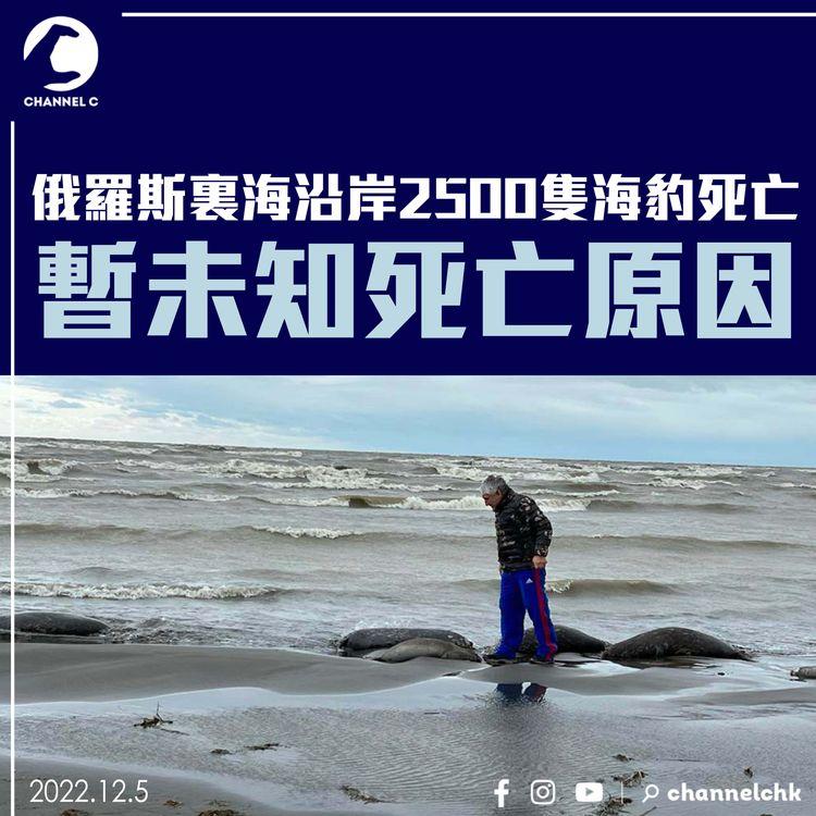 俄羅斯裏海沿岸2500隻海豹死亡 暫未知死亡原因