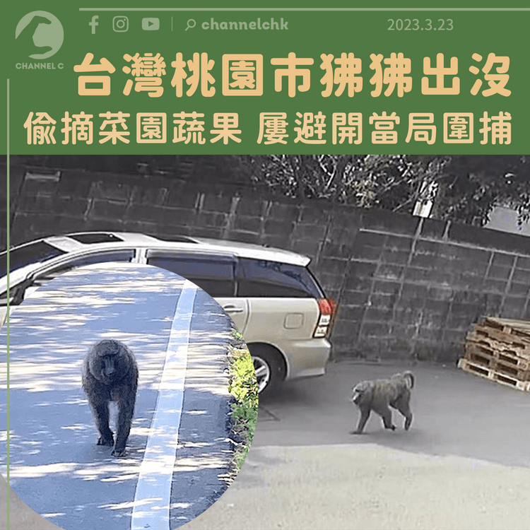 台灣桃園市狒狒出沒 當局日夜大搜捕 不排除有人非法飼養