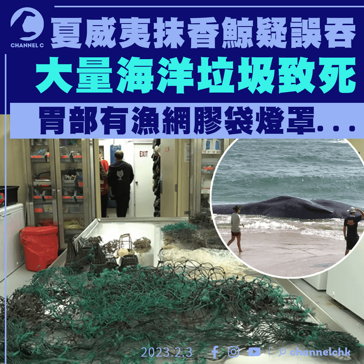 夏威夷抹香鯨疑誤吞大量海洋垃圾致死 胃部有漁網膠袋燈罩